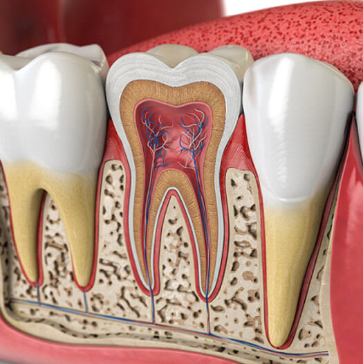 illustration of the inner chambers of a tooth